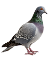 pigeon