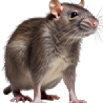rat