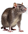 rat